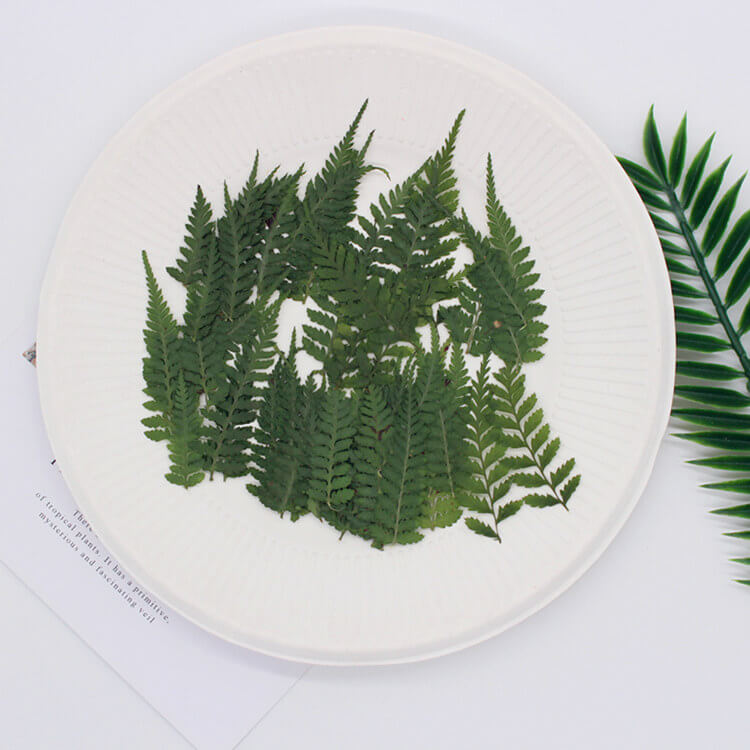 Dried Pressed Fern Leaves 3